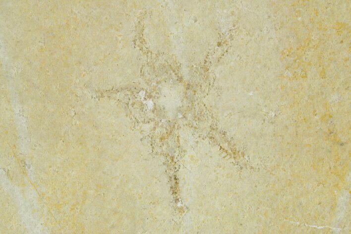 Floating Crinoid (Saccocoma) Fossil - Solnhofen Limestone #377277